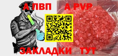 индика Кингисепп
